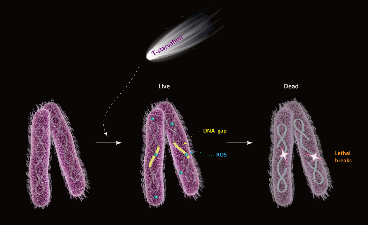ROS execute bacterial suicide